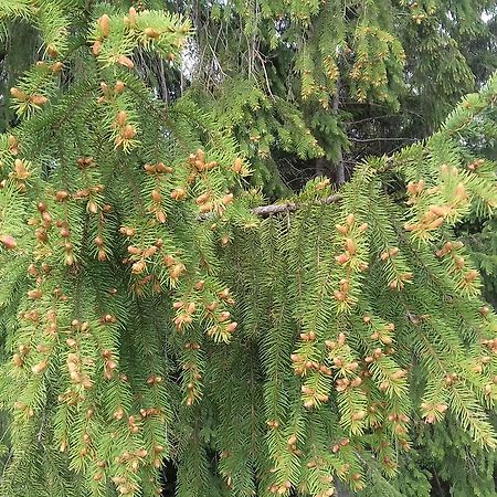 Pensiunea Gentiana Vatra Dornei Zewnętrze zdjęcie