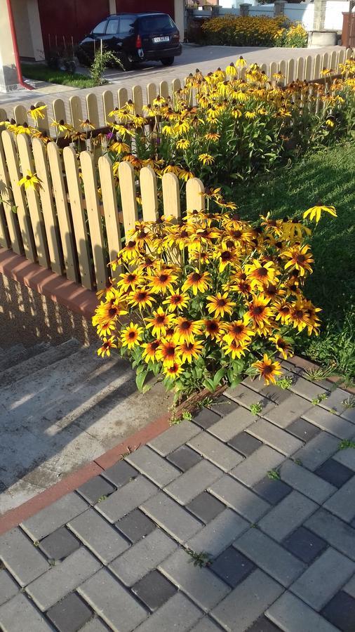 Pensiunea Gentiana Vatra Dornei Zewnętrze zdjęcie