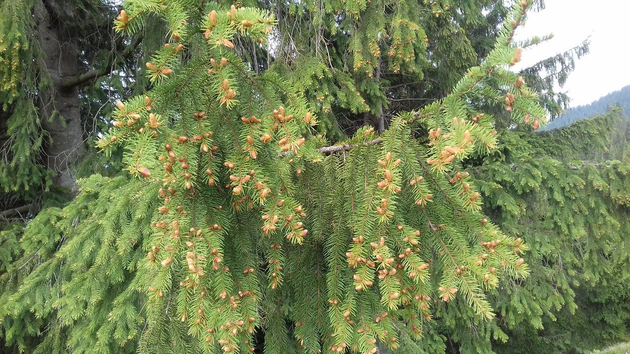 Pensiunea Gentiana Vatra Dornei Zewnętrze zdjęcie