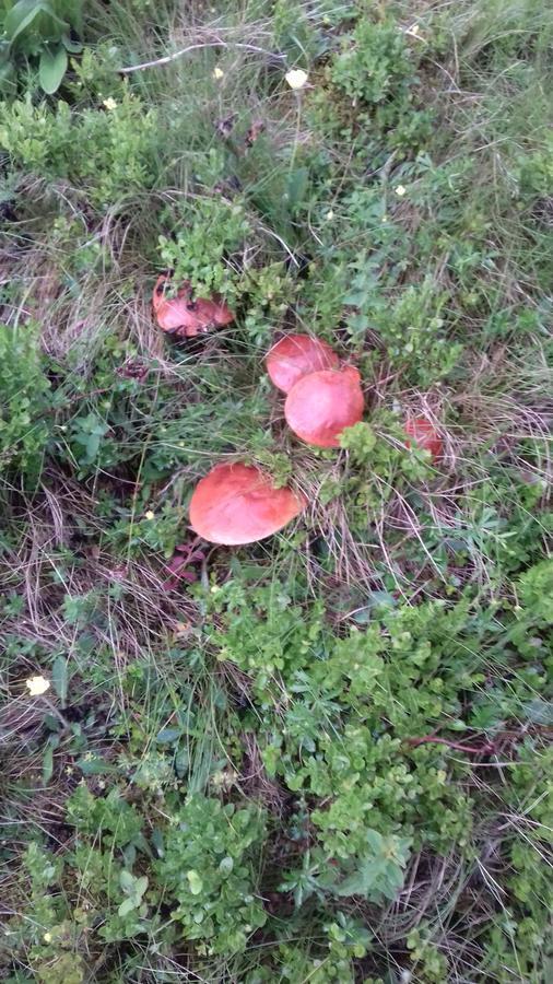 Pensiunea Gentiana Vatra Dornei Zewnętrze zdjęcie
